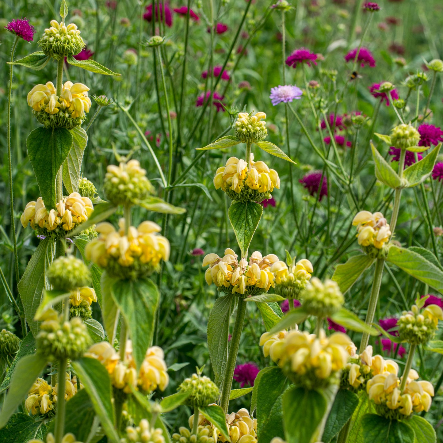 Phlomis russeliana