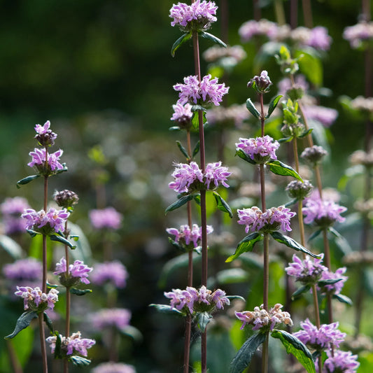 Phlomoides tuberosa 'Amazone' — whorled lilac flowers on tall dark purple stems with deep green leaves