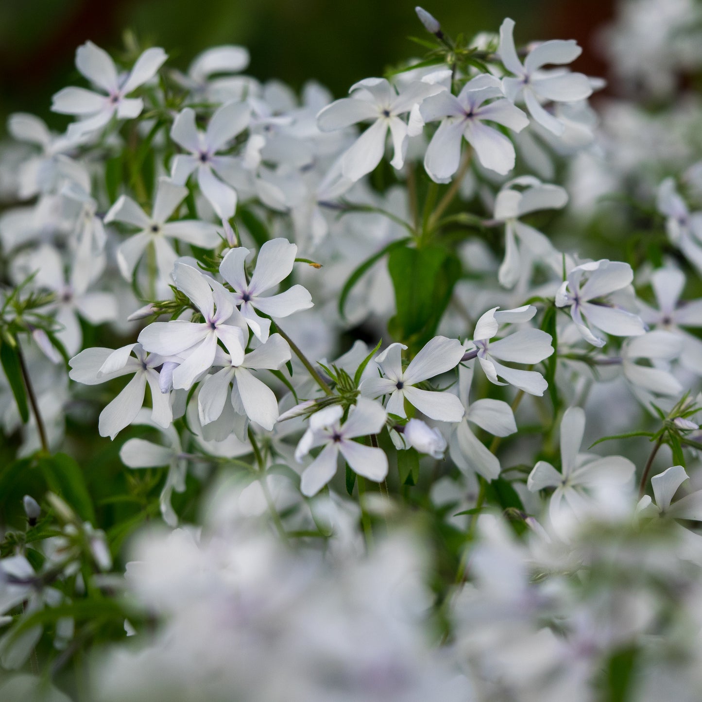 Phlox divaricata 'May Breeze' - Hardy's Cottage Garden Plants