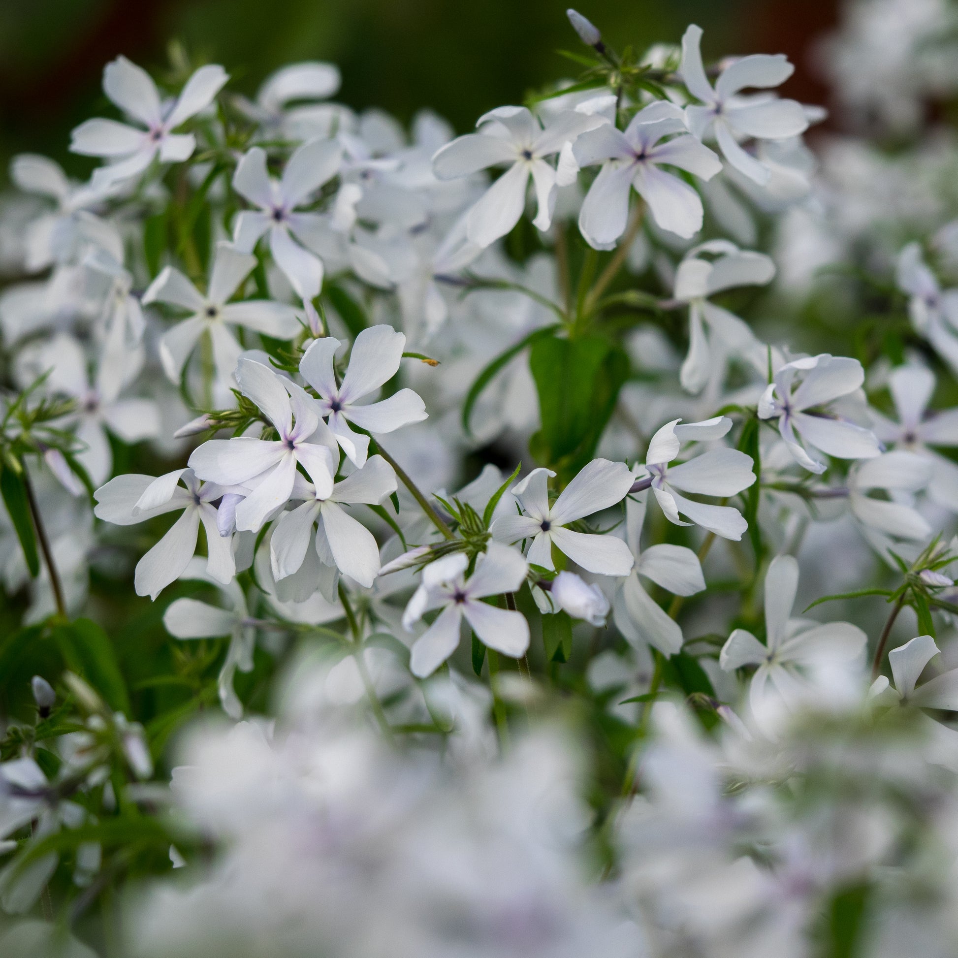 Phlox divaricata 'May Breeze' - Hardy's Cottage Garden Plants