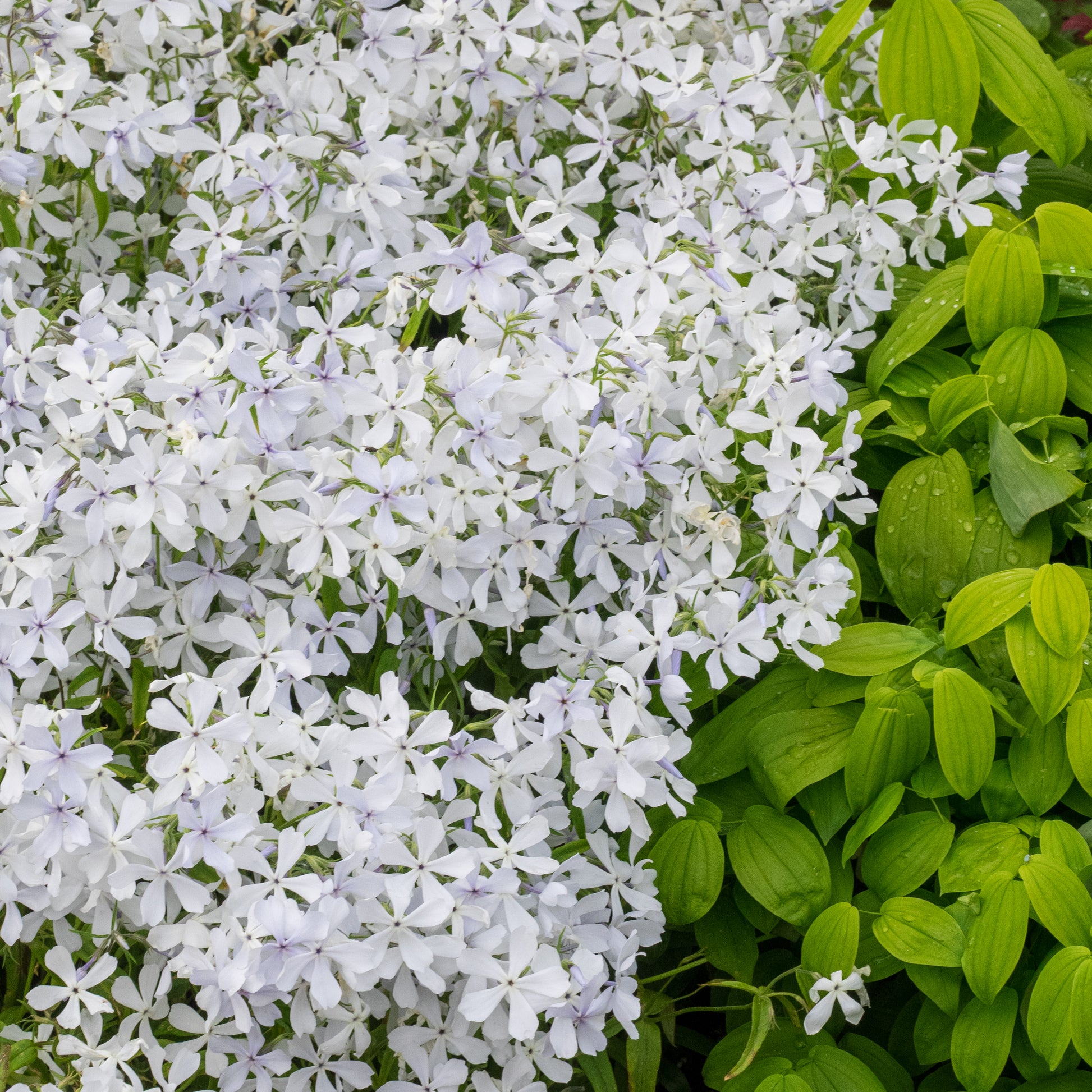 Phlox divaricata 'White Perfume' - Hardy's Cottage Garden Plants