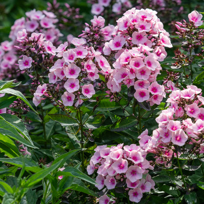 Phlox paniculata 'Bright Eyes' - Hardy's Cottage Garden Plants