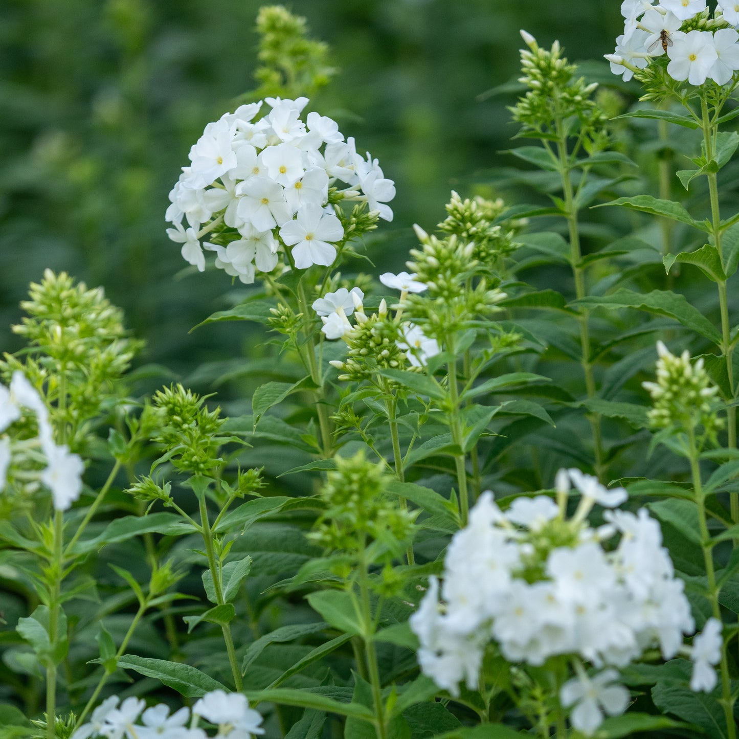 Phlox paniculata 'Mount Fuji' - Hardy's Cottage Garden Plants