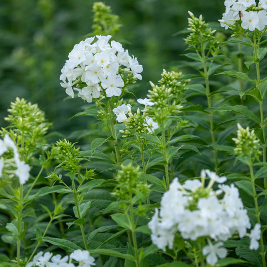 Phlox paniculata 'Mount Fuji'