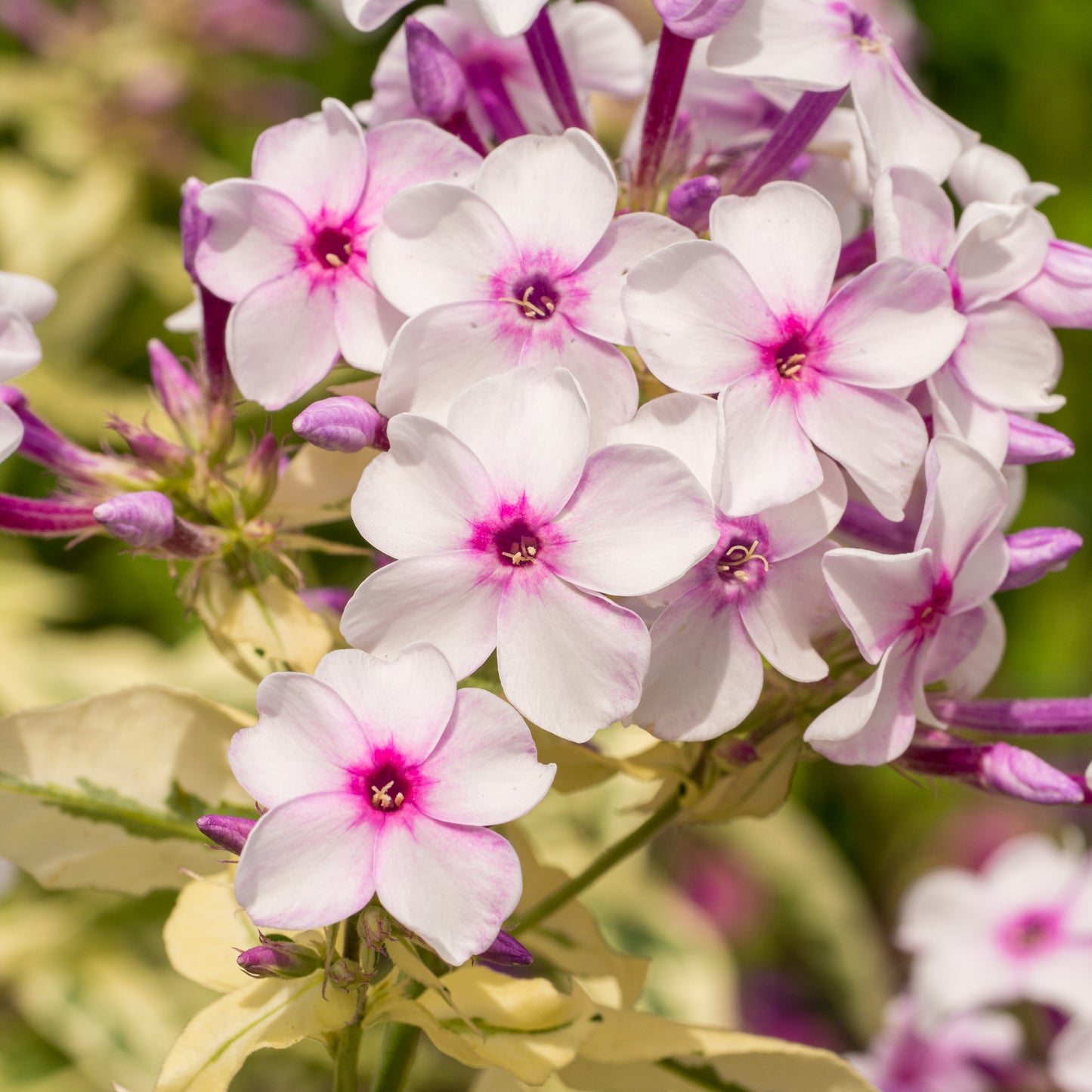 Phlox paniculata 'Norah Leigh' - Hardy's Cottage Garden Plants