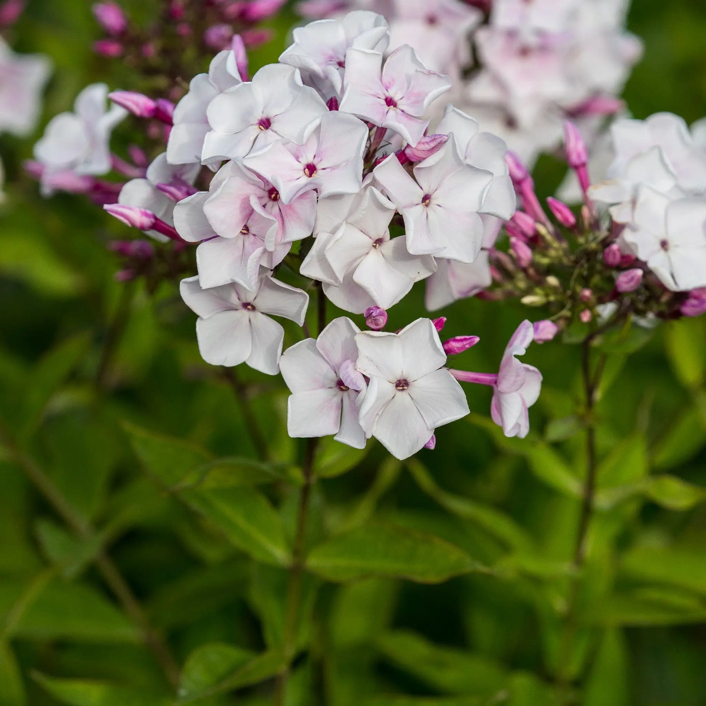 Phlox paniculata 'Willow Lodge' — white flower panicles opening from dark green buds, ageing to pink