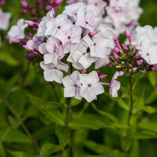 Phlox paniculata 'Willow Lodge' — white flower panicles opening from dark green buds, ageing to pink