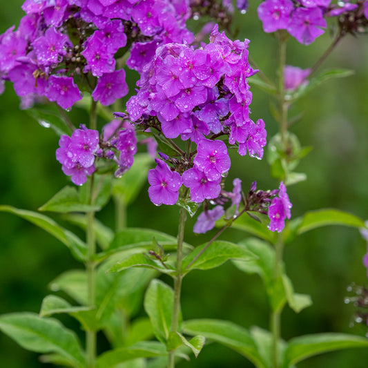 Phlox x arendsii 'Lilac Star'