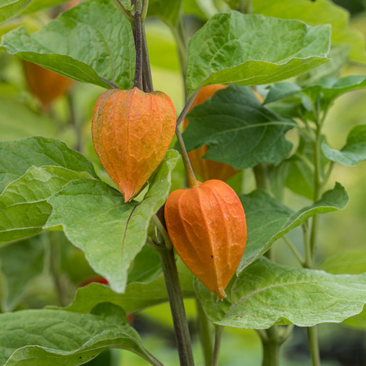 Physalis alkekengi var. franchetii 'Gigantea'