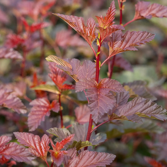 Physocarpus opulifolius 'Lady in Red' foliage — rich red and bronze toothed leaves on vivid red stems