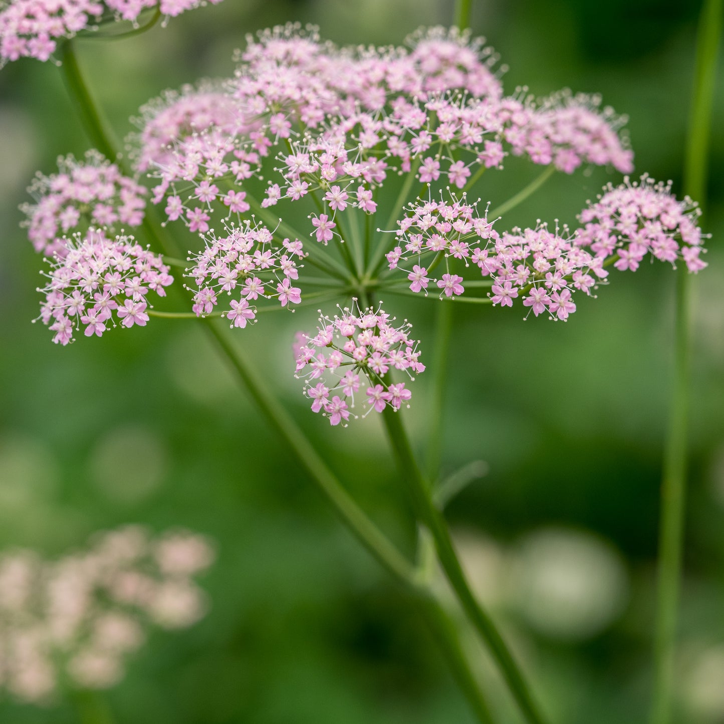 Pimpinella major 'Rosea' - Hardy's Cottage Garden Plants