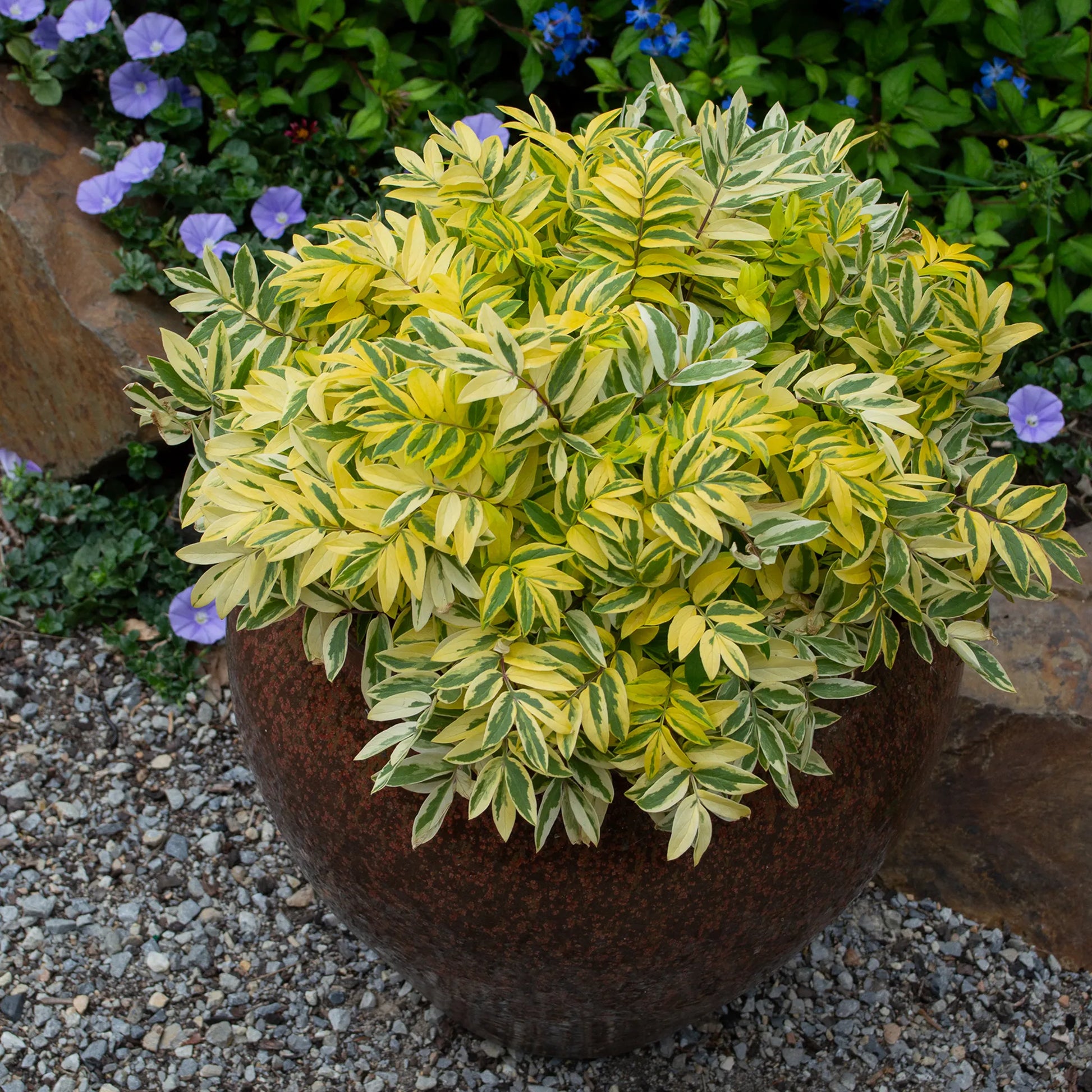 Polemonium 'Golden Feathers' grown as a container specimen in a dark glazed pot, showing its bright gold and cream variegated pinnate foliage, with blue flowers in the background.