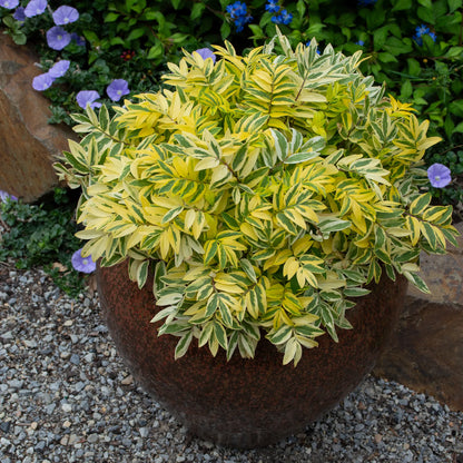 Polemonium 'Golden Feathers' grown as a container specimen in a dark glazed pot, showing its bright gold and cream variegated pinnate foliage, with blue flowers in the background.