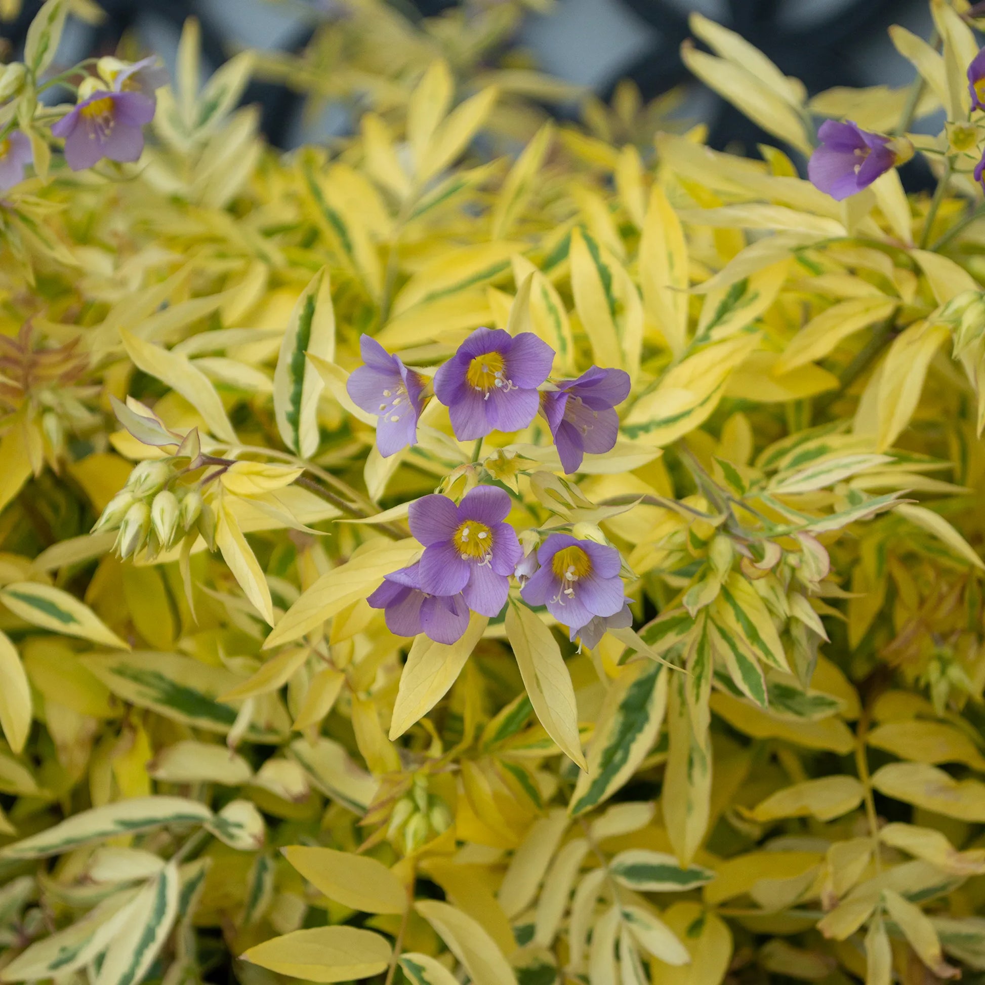Polemonium 'Golden Feathers' in flower — soft violet-blue blooms with yellow centres nestled among bright gold and cream variegated pinnate foliage