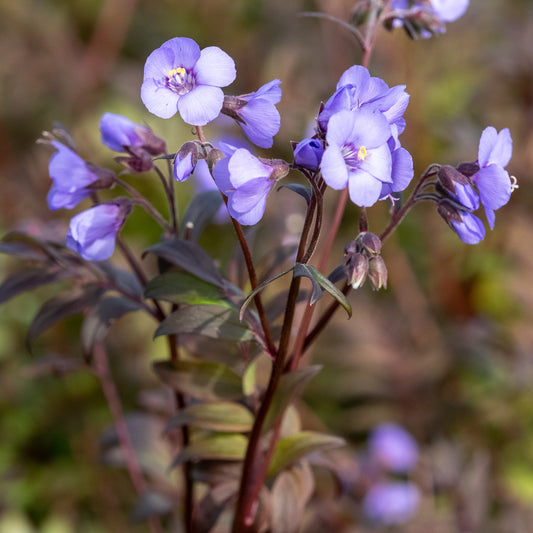Polemonium 'Heaven Scent' PBR'