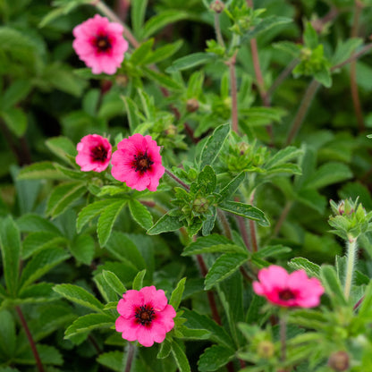 Potentilla nepalensis 'Miss Willmott' - Hardy's Cottage Garden Plants