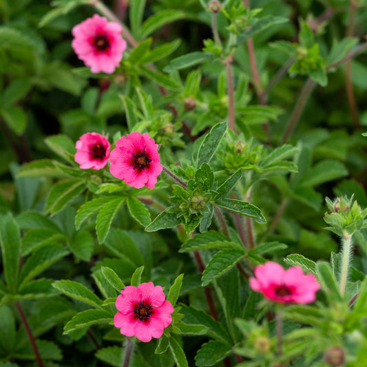Potentilla nepalensis 'Miss Willmott'