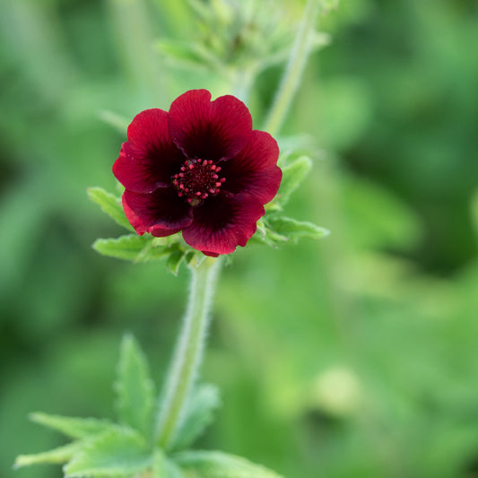 Potentilla thurberi 'Monarch's Velvet'
