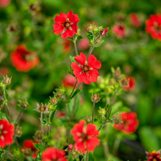 Potentilla 'Gibson's Scarlet'