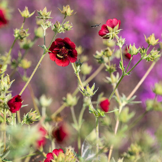 Potentilla thurberi 'Monarch's Velvet' with velvety deep crimson saucer-shaped flowers above green palmate foliage