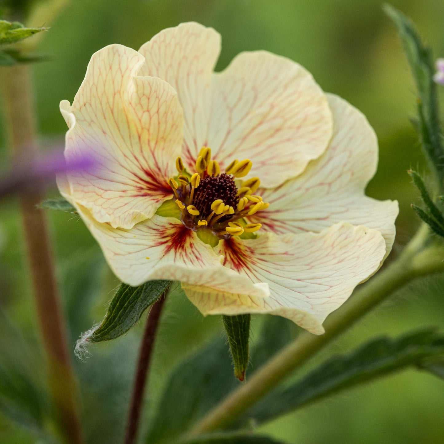 Potentilla 'Vogue'