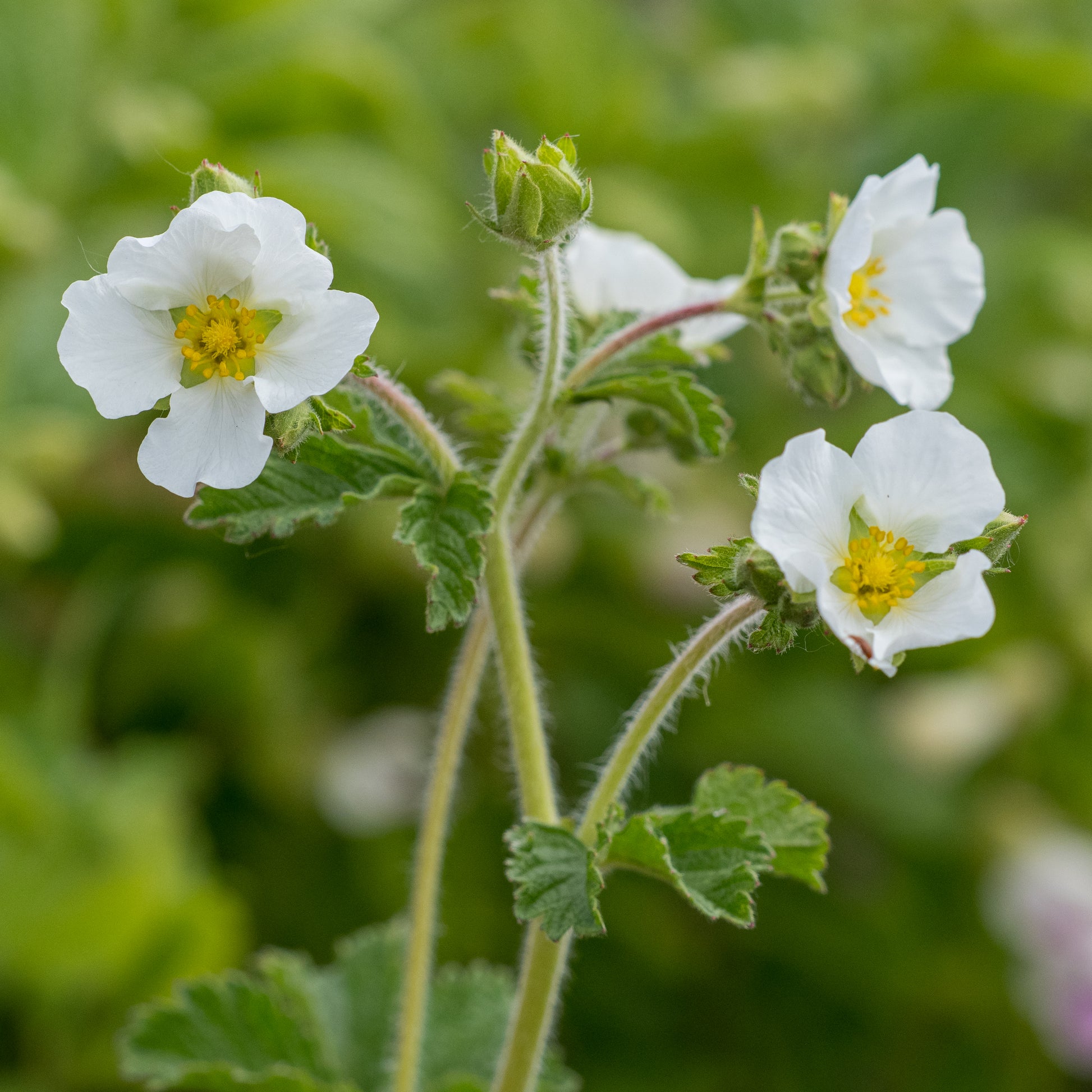 Potentilla 'White Queen' - Hardy's Cottage Garden Plants