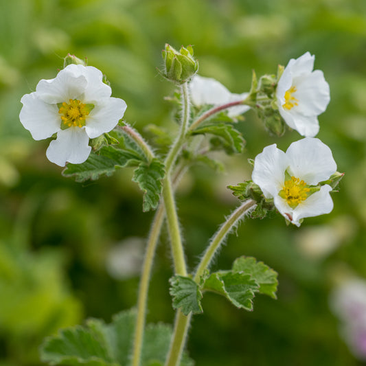 Potentilla 'White Queen'