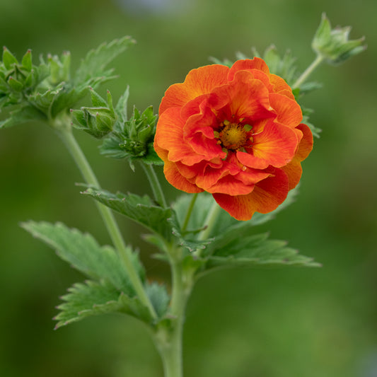 Potentilla 'William Rollisson'