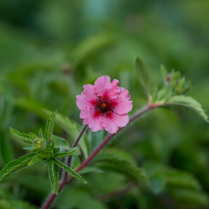 Potentilla nepalensis 'Miss Willmott' - Hardy's Cottage Garden Plants