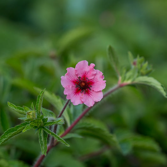 Potentilla nepalensis 'Miss Willmott' - Hardy's Cottage Garden Plants