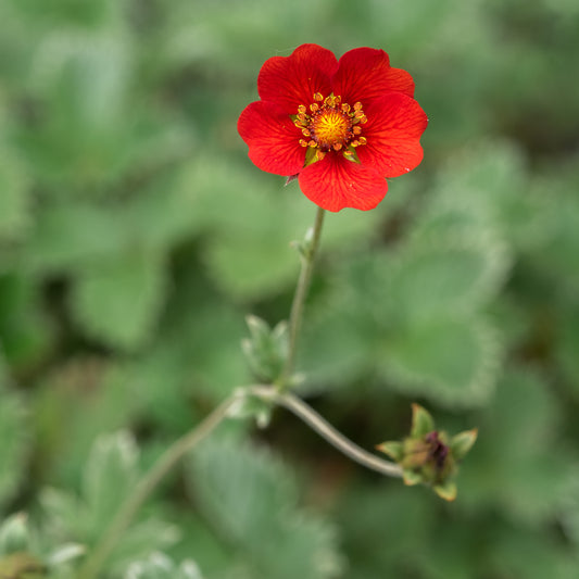 Potentilla atrosanguinea