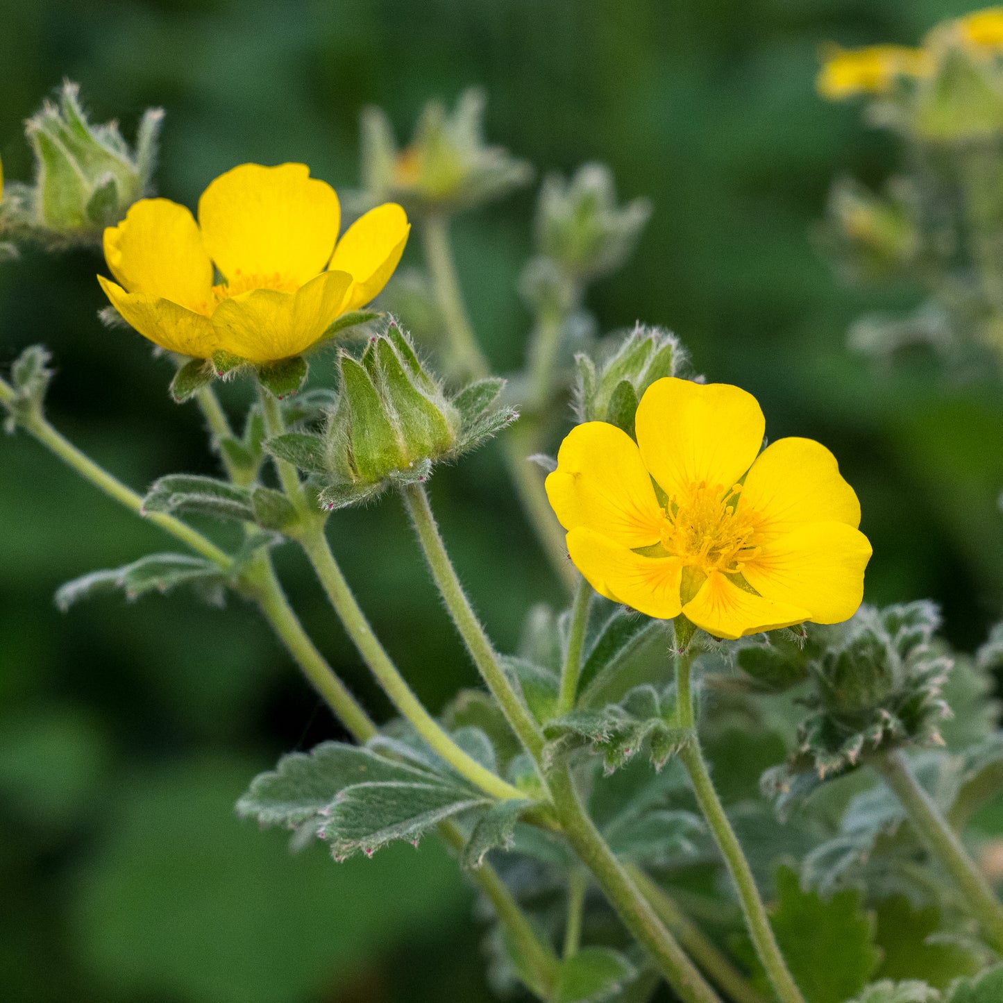 Potentilla megalantha - Hardy's Cottage Garden Plants