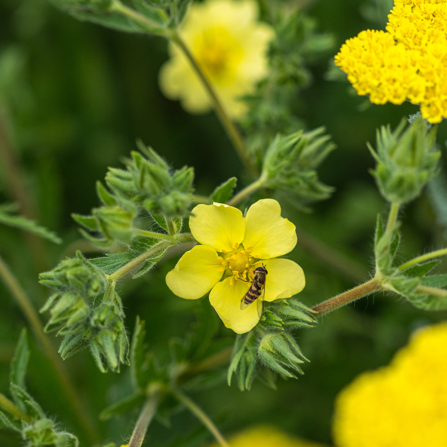 Potentilla recta var. sulphurea