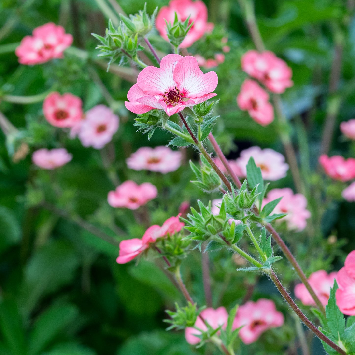 Potentilla x hopwoodiana - Hardy's Cottage Garden Plants
