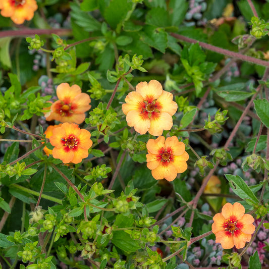 Potentilla × tonguei — close-up of apricot-orange flowers with distinctive deep red centres, sprawling over green foliage