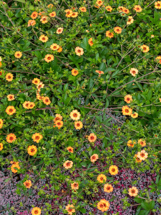 Potentilla × tonguei spreading habit showing a mass of apricot-orange flowers smothering low green foliage, growing alongside grey-leaved ground cover
