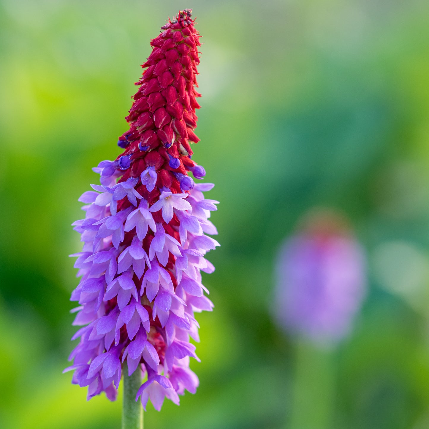 Primula vialii