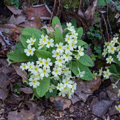 Primula vulgaris (Pr/Prim) - Hardy's Cottage Garden Plants