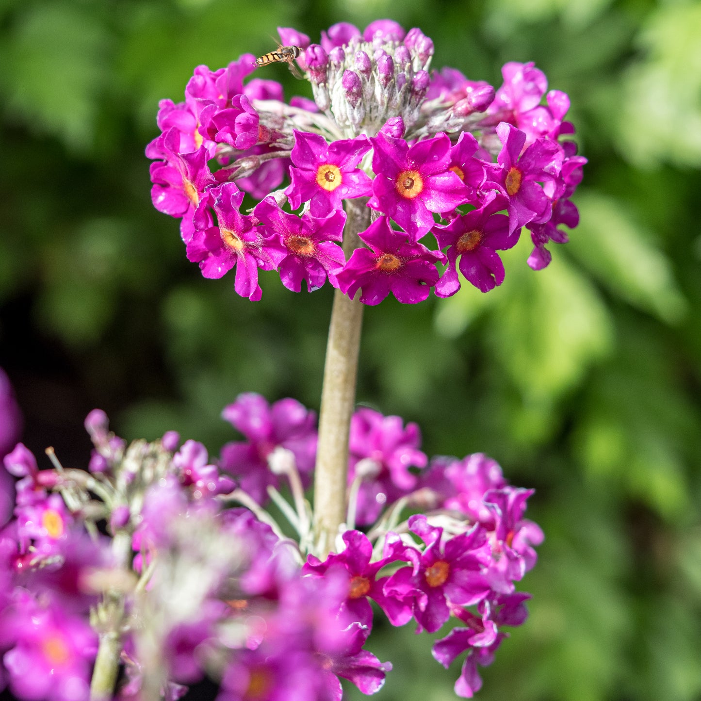 Primula beesiana (Pf)