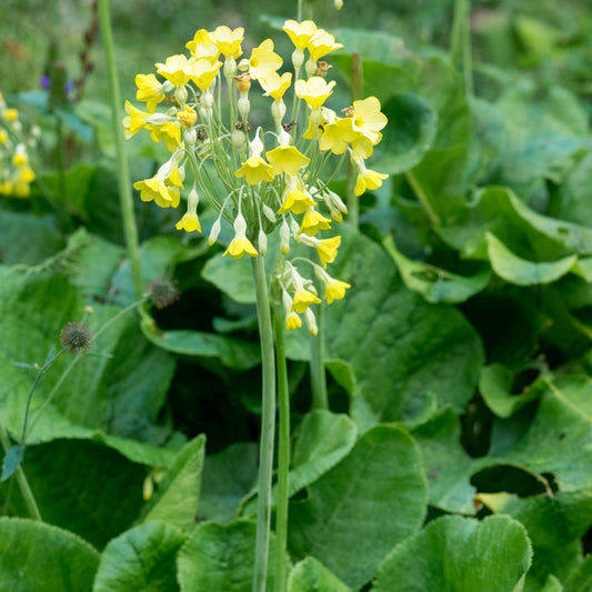 Primula florindae