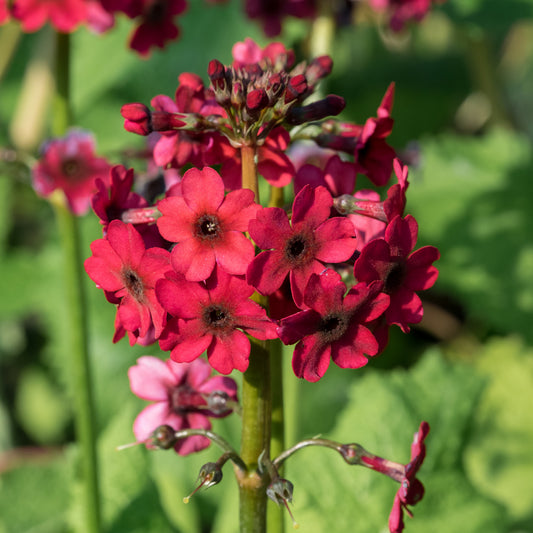 Primula japonica 'Miller's Crimson' (Pf)