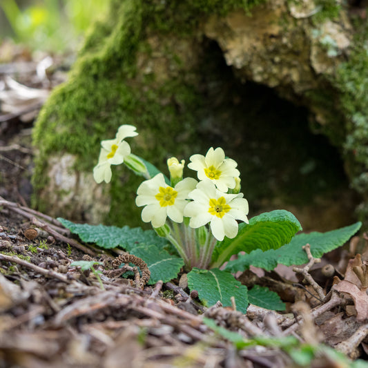 Primula vulgaris (Pr/Prim) - Hardy's Cottage Garden Plants