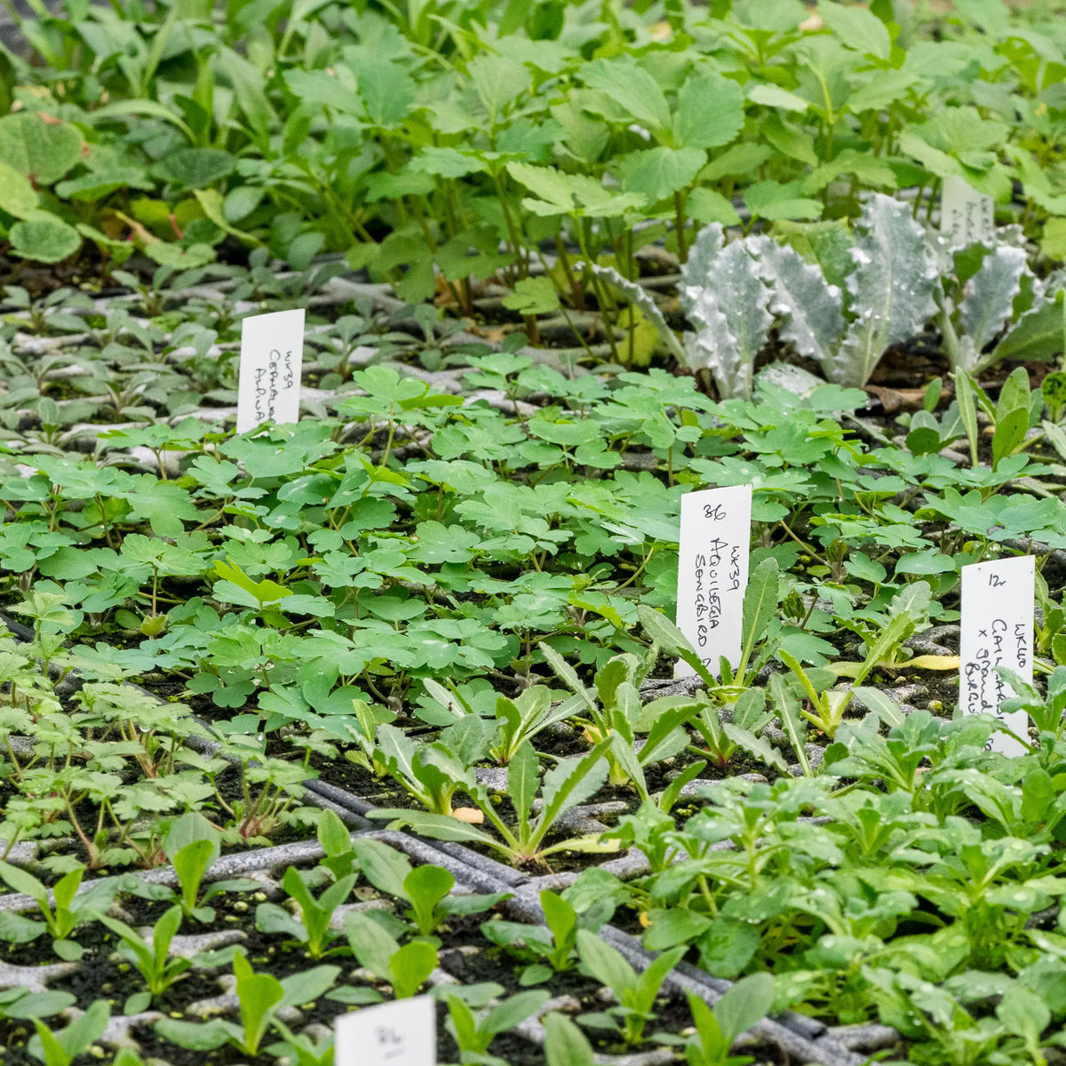Behind the scenes tour (booking code 17.9.26) - Hardy's Cottage Garden Plants