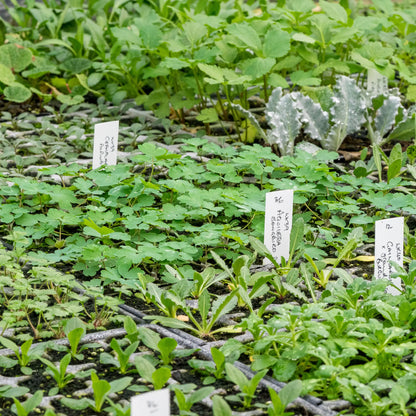 Behind the scenes tour (booking code 17.9.26) - Hardy's Cottage Garden Plants