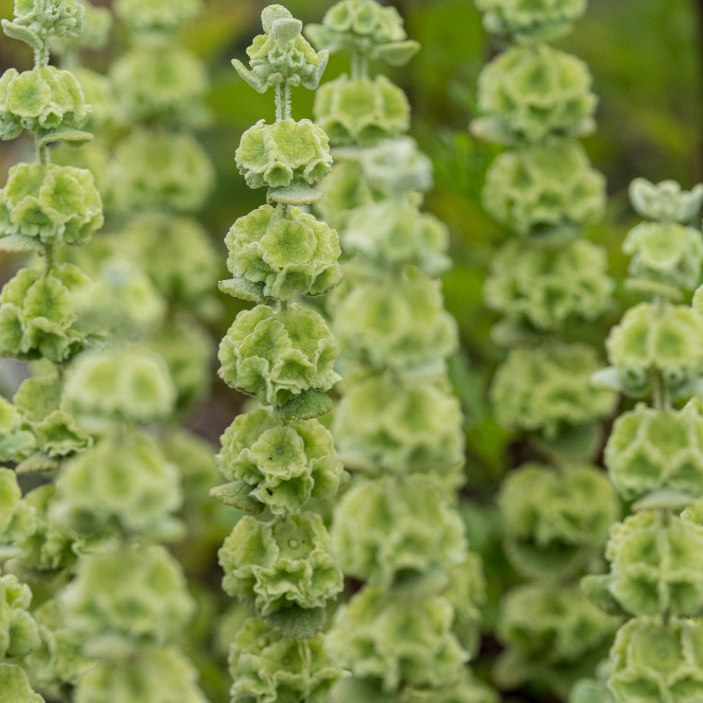 Pseudodictamnus acetabulosus - Hardy's Cottage Garden Plants