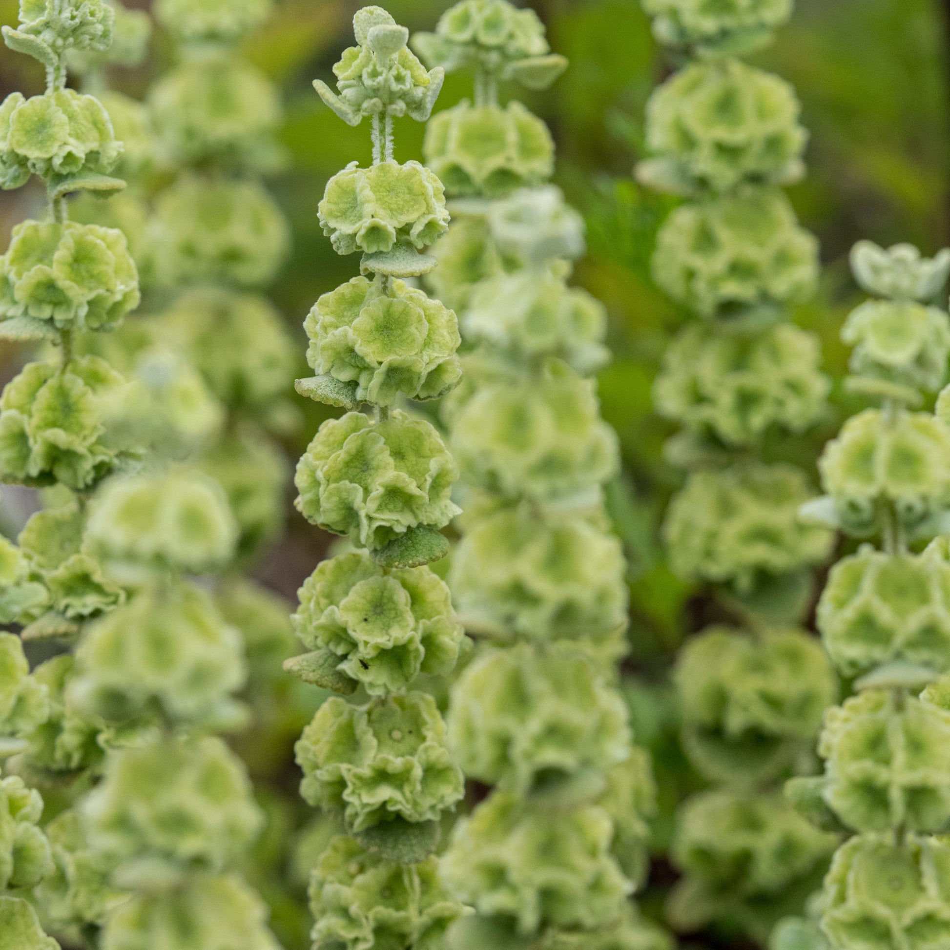 Pseudodictamnus acetabulosus - Hardy's Cottage Garden Plants