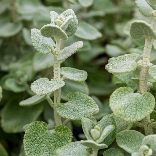 Pseudodictamnus mediterraneus