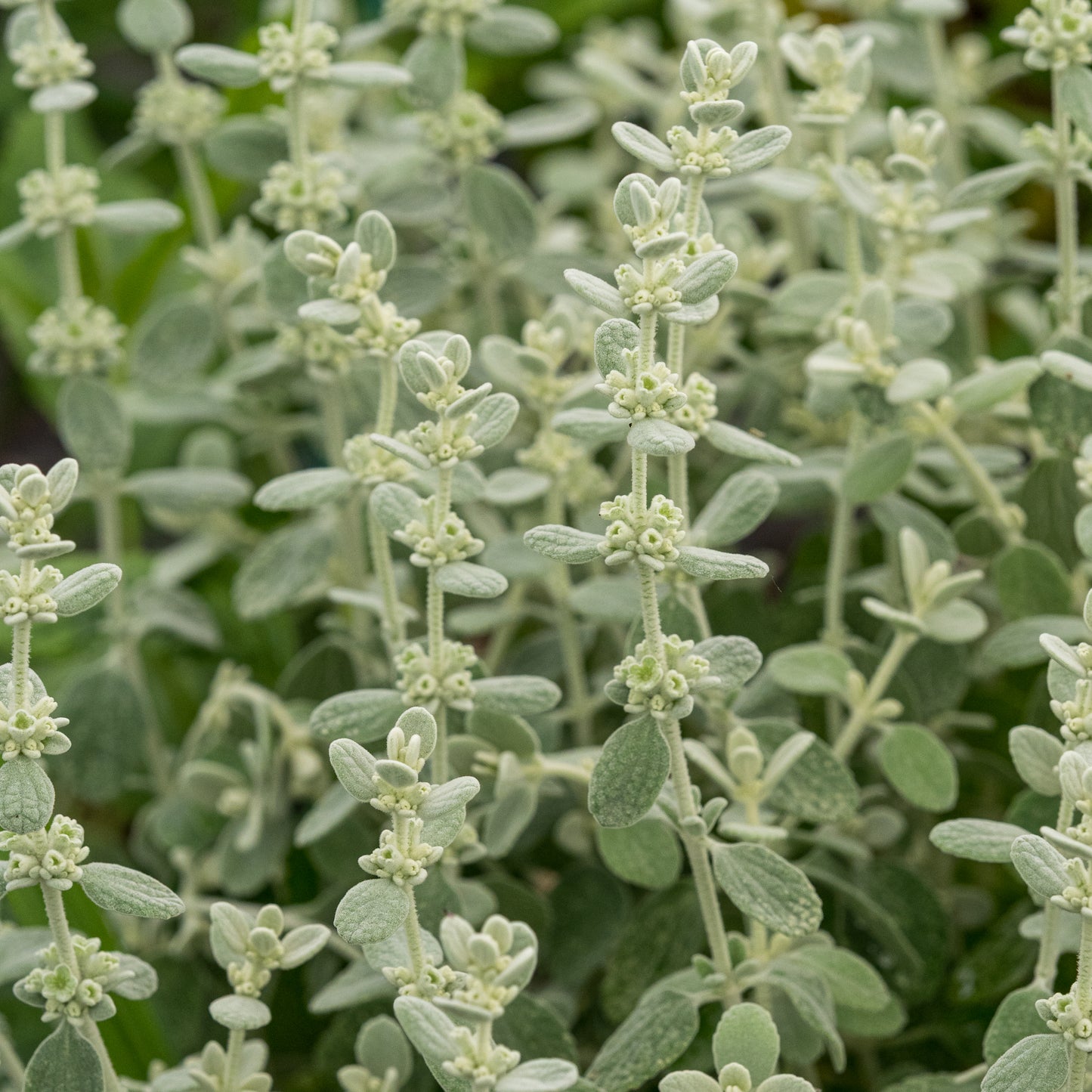 Pseudodictamnus mediterraneus 'Candia'- - Hardy's Cottage Garden Plants
