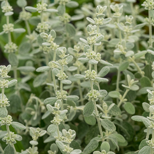 Pseudodictamnus mediterraneus 'Candia' 