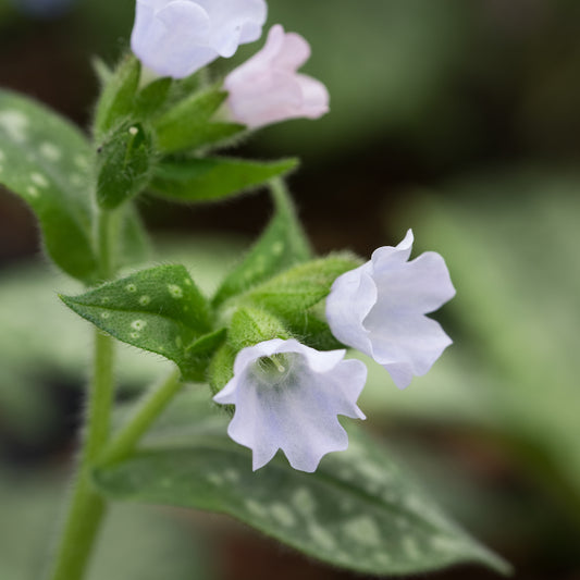 Pulmonaria OPAL ('Ocupol')